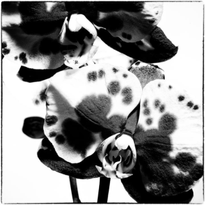 Orchids 11 by VK - #1 / 11