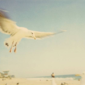 Seagulls by SS