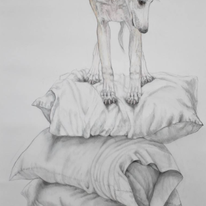 Whippet BY DPW